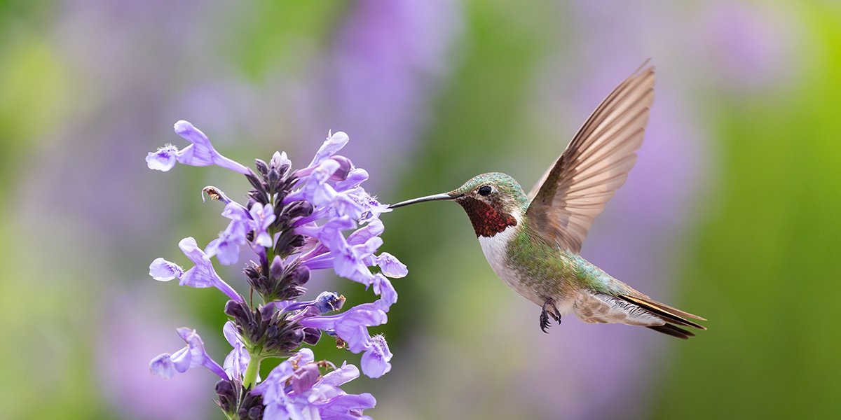 Close up of hummingbird and flowers