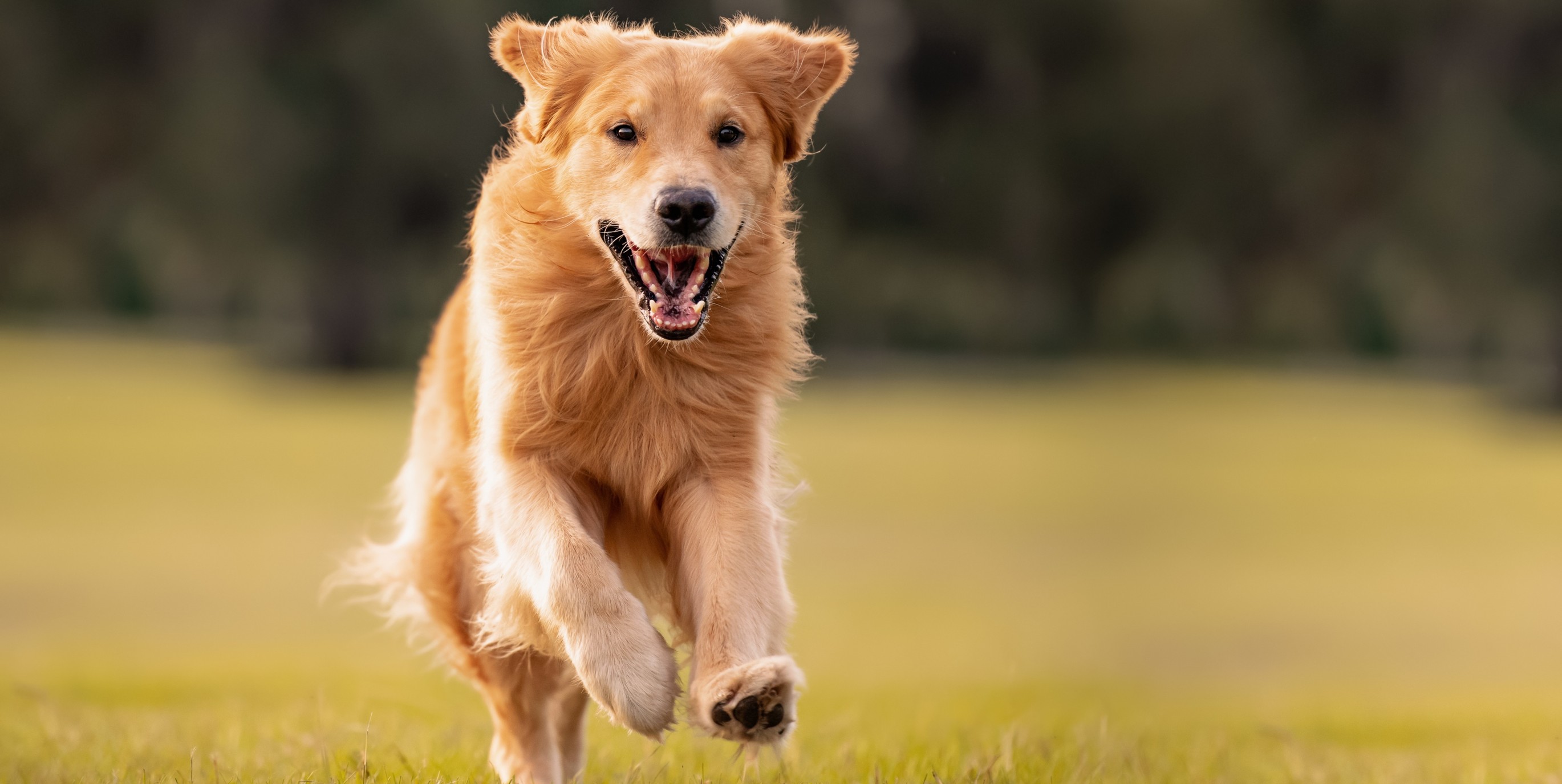Dog leaping in a green field