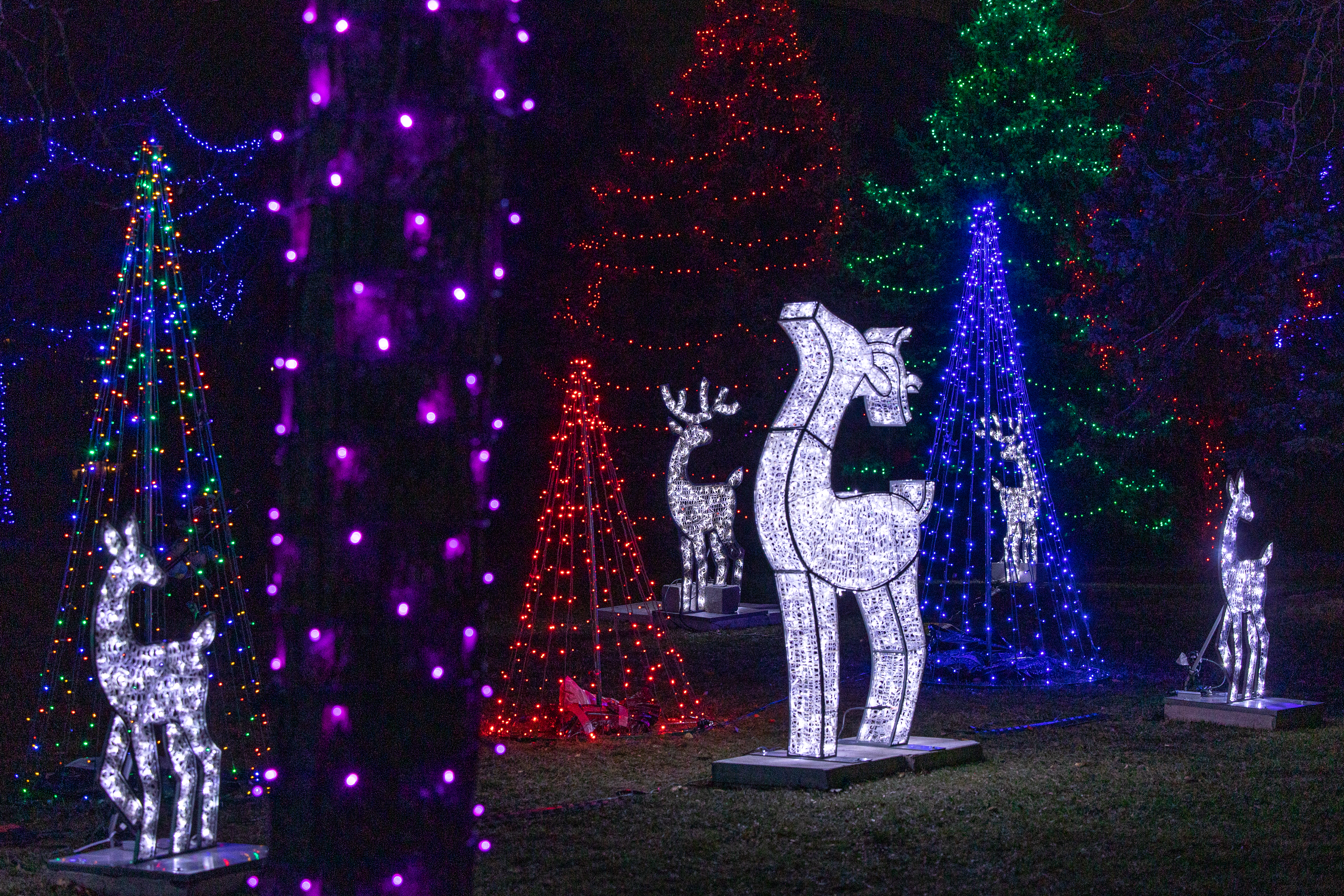 Holiday Lights in Trees in Park